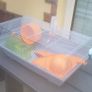 hamster cage Image 4