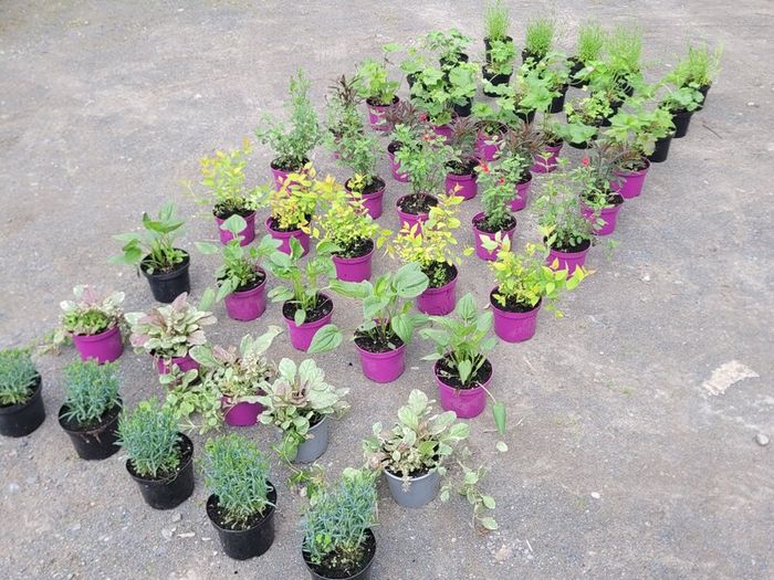 clearence of 50 flowering shrubs/plants.