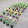 clearence of 50 flowering shrubs/plants. Image 3