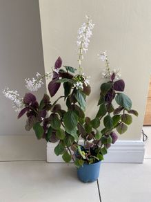 Houseplant