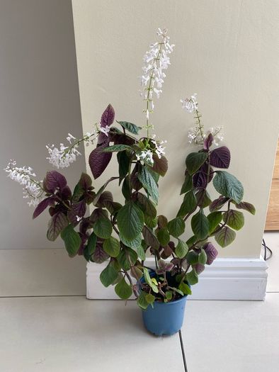 Houseplant