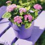 (A) Mexican Ageratum Pink seeds 0,2g (501606) Image 2