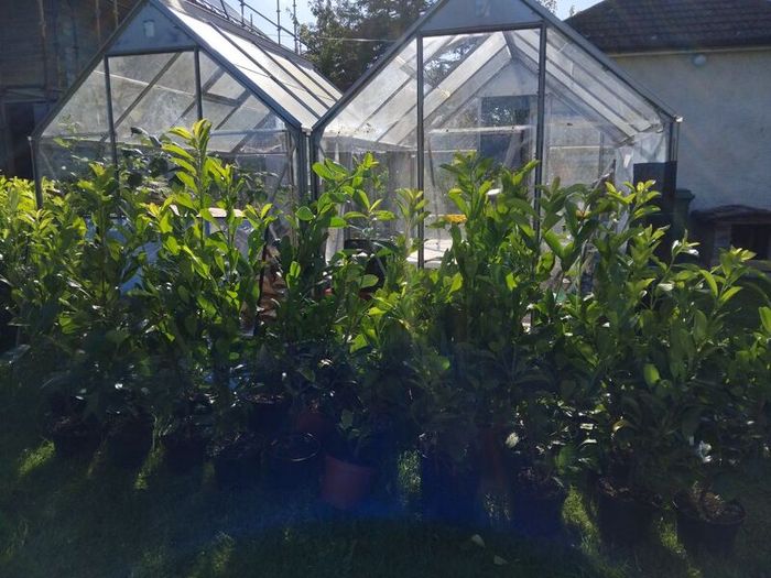Cheap Instant 4 Foot Tall Laurel Hedge