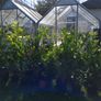 Cheap Instant 4 Foot Tall Laurel Hedge Image 6