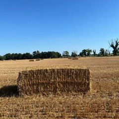 Straw bales 8-4-3