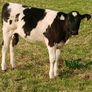 Beef Cattlr Image 3