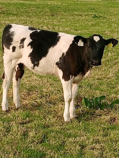 Beef Cattlr