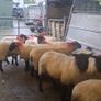 Hogget ewes and Rams Image 6