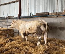 Pedigree Charolais Bull