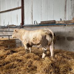Pedigree Charolais Bull