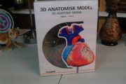 Heart anatomical model