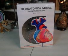Heart anatomical model