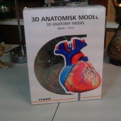Heart anatomical model