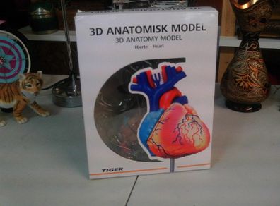 Heart anatomical model