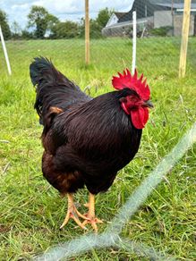 Heritage rhode island red rooster