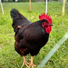 Heritage rhode island red rooster