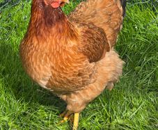 Pol pullets