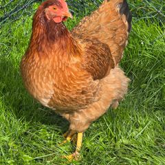Pol pullets