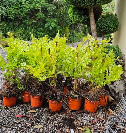 Large Ferns Three Euros