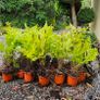 Large Ferns Three Euros Image 7