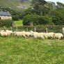 60 Suffolk x and x-bred hoggetts for Dowra tom Image 4