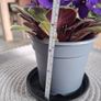 Plant Image 3