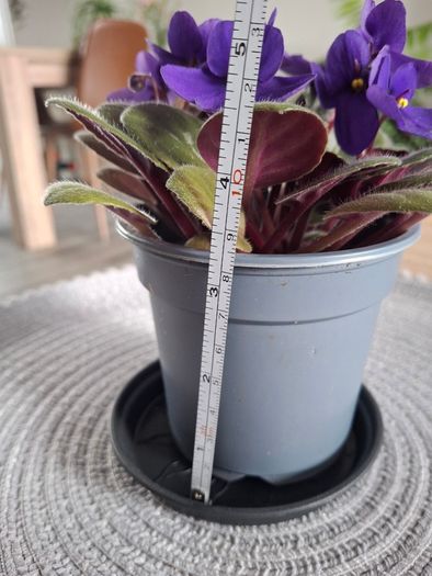 Plant