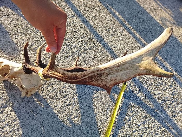 Fallow deer head
