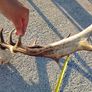 Fallow deer head Image 3
