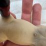 Schleich 13706 Buckskin Pony 2011 Used Dirty Please see photos Image 7