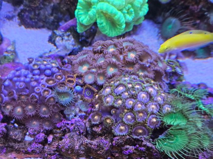 coral frags