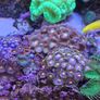 coral frags Image 9