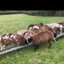 Ewe lambs Image 3