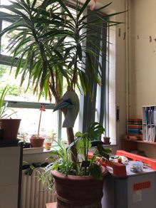 Large yucca