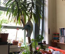 Large yucca