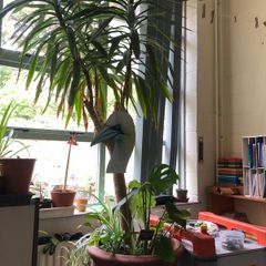 Large yucca
