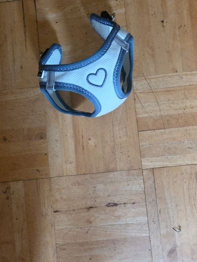 dog harness