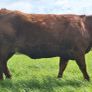 5  Heifers Balla Mart 22ndAugust Replacement 215 Image 9