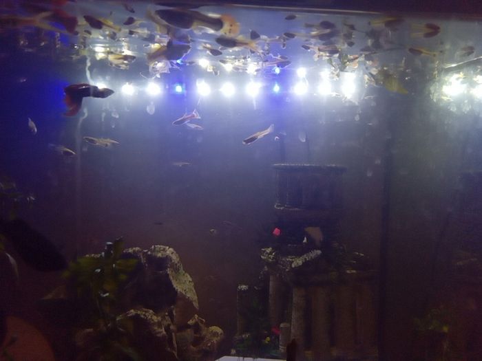 Guppies