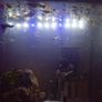 Guppies Image 5