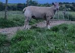 Pedigree Charollais ram lamb for sale
