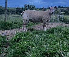 Pedigree Charollais ram lamb for sale