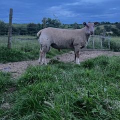 Pedigree Charollais ram lamb for sale