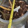 Sambucus Nigra in very large pot Image 3
