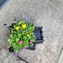 cast iron planter Image 2