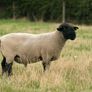 Rams Image 2