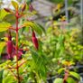 Climbing Plants, Honeysuckle Image 2