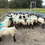 Suffolk cross hoggets (34 available) Image 3