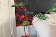 Indoor Plant