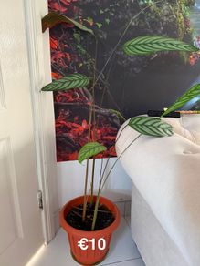 Indoor Plant